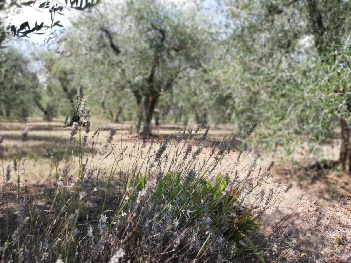 Nel Chianti Lungo La Francigena Lejlighed Colle di Val d'Elsa Eksteriør billede